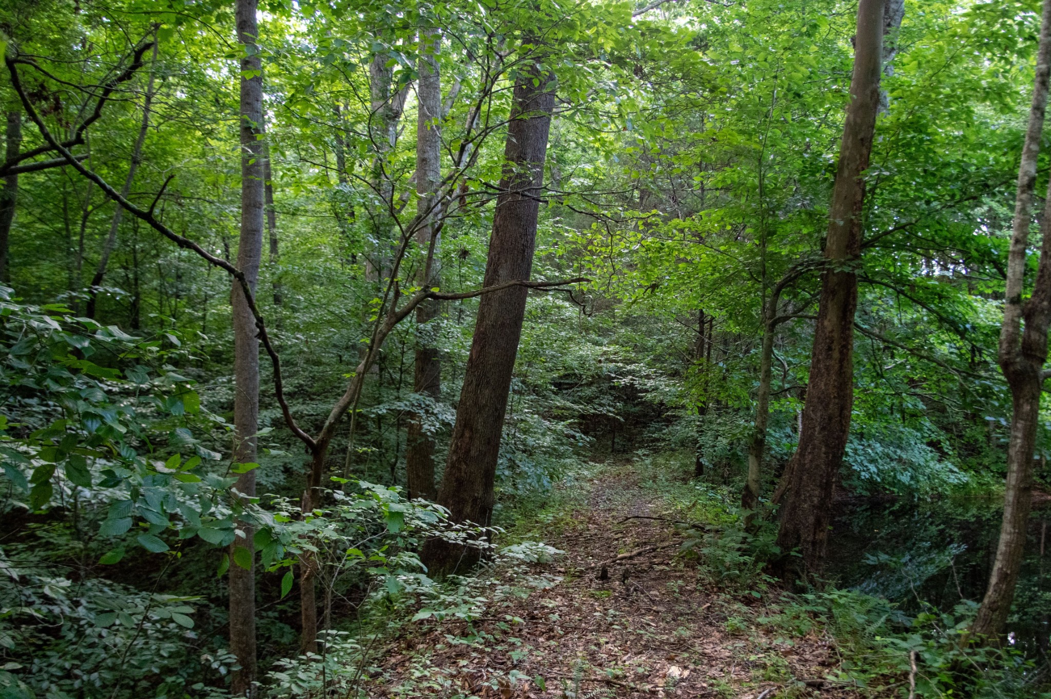 1137 Poplar Grove Road Westmoreland, TN 37186 - Photo 6 of 38 a view of a forest with trees