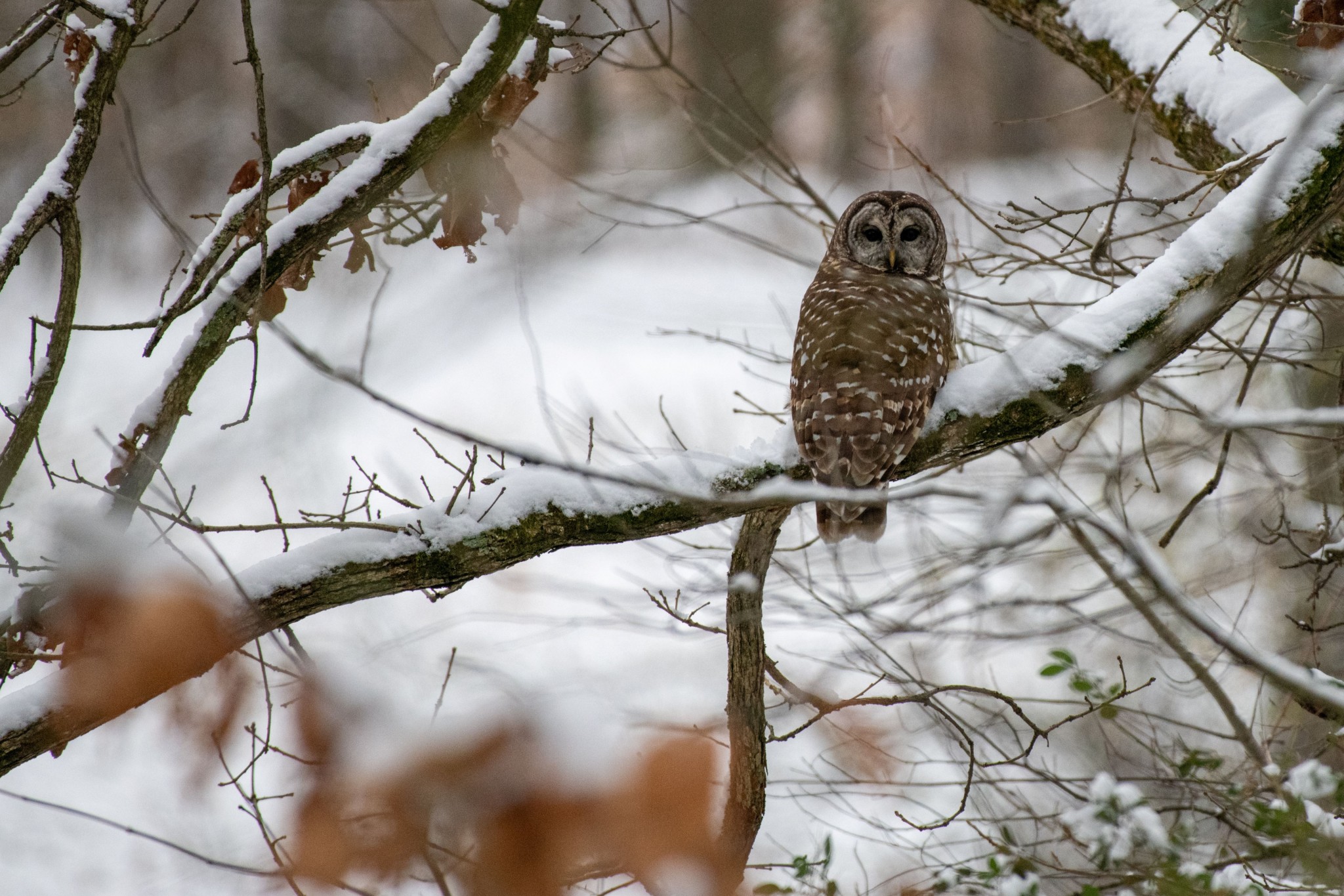 1137 Poplar Grove Road Westmoreland, TN 37186 - Photo 7 of 38 a view of entryway
