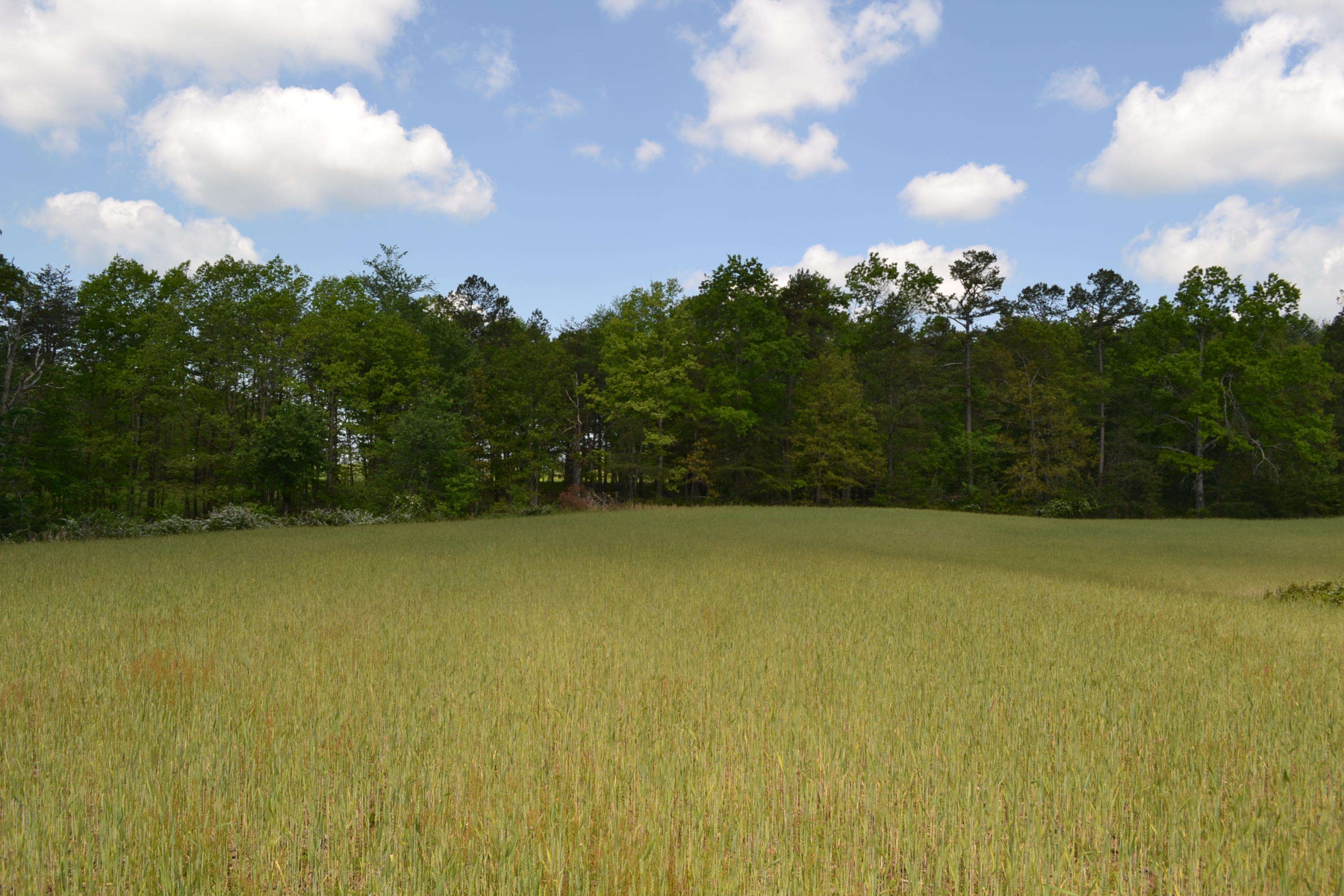 Rolling Meadows Road Grimsley, TN 38565 - Photo 1 of 26 DSC_1013