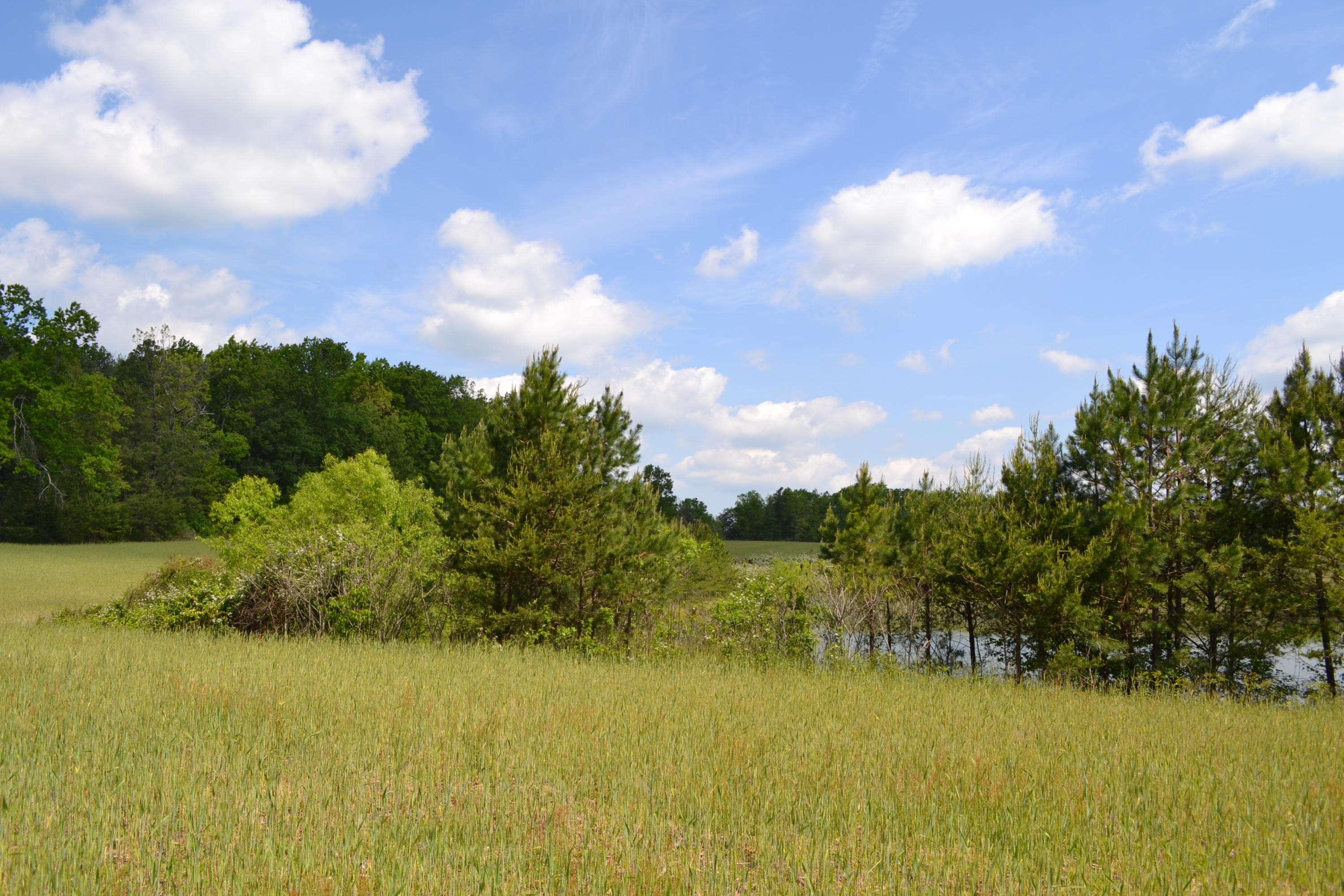 Rolling Meadows Road Grimsley, TN 38565 - Photo 21 of 26 DSC_1012