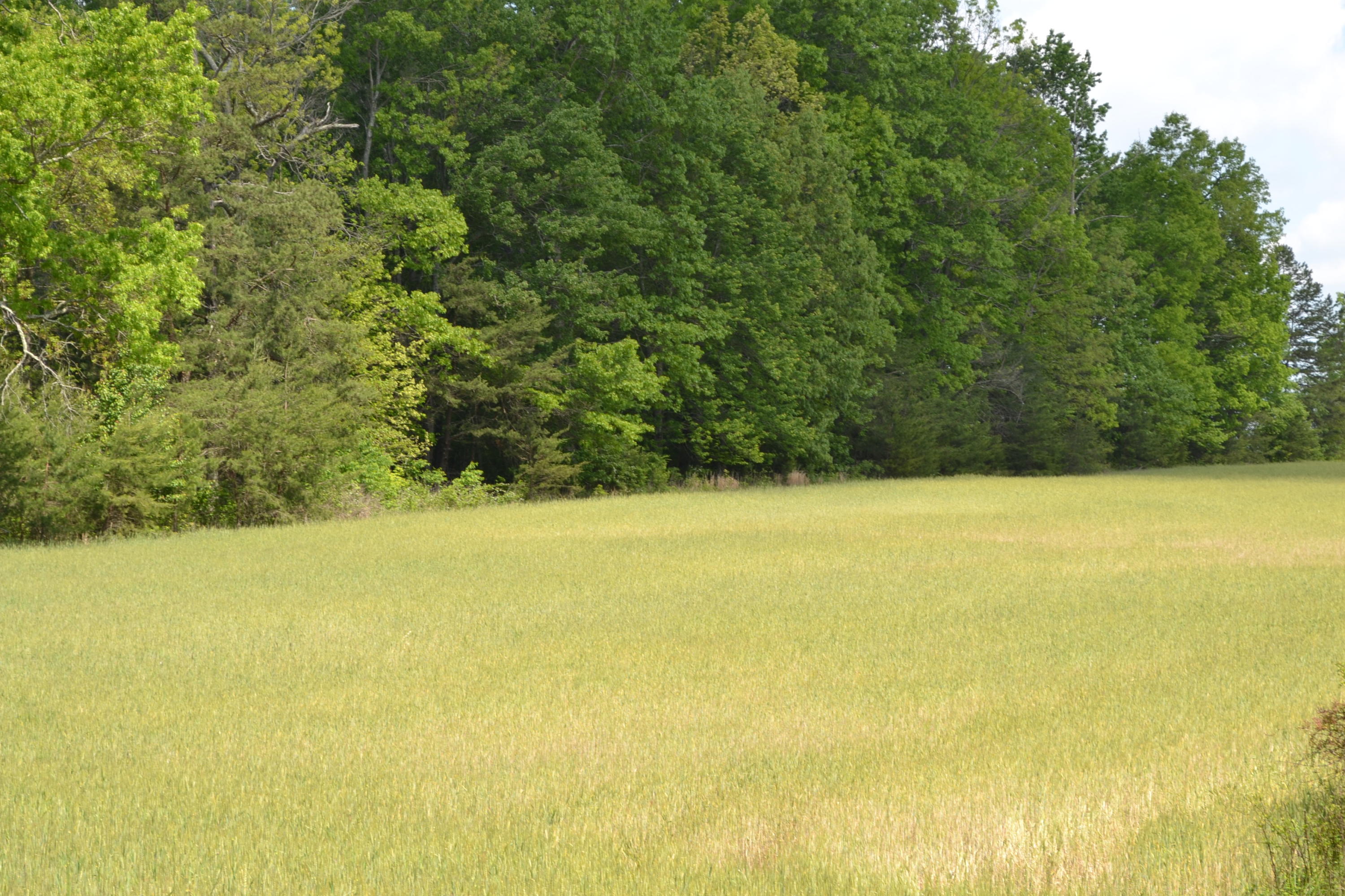 Rolling Meadows Road Grimsley, TN 38565 - Photo 22 of 26 DSC_1010