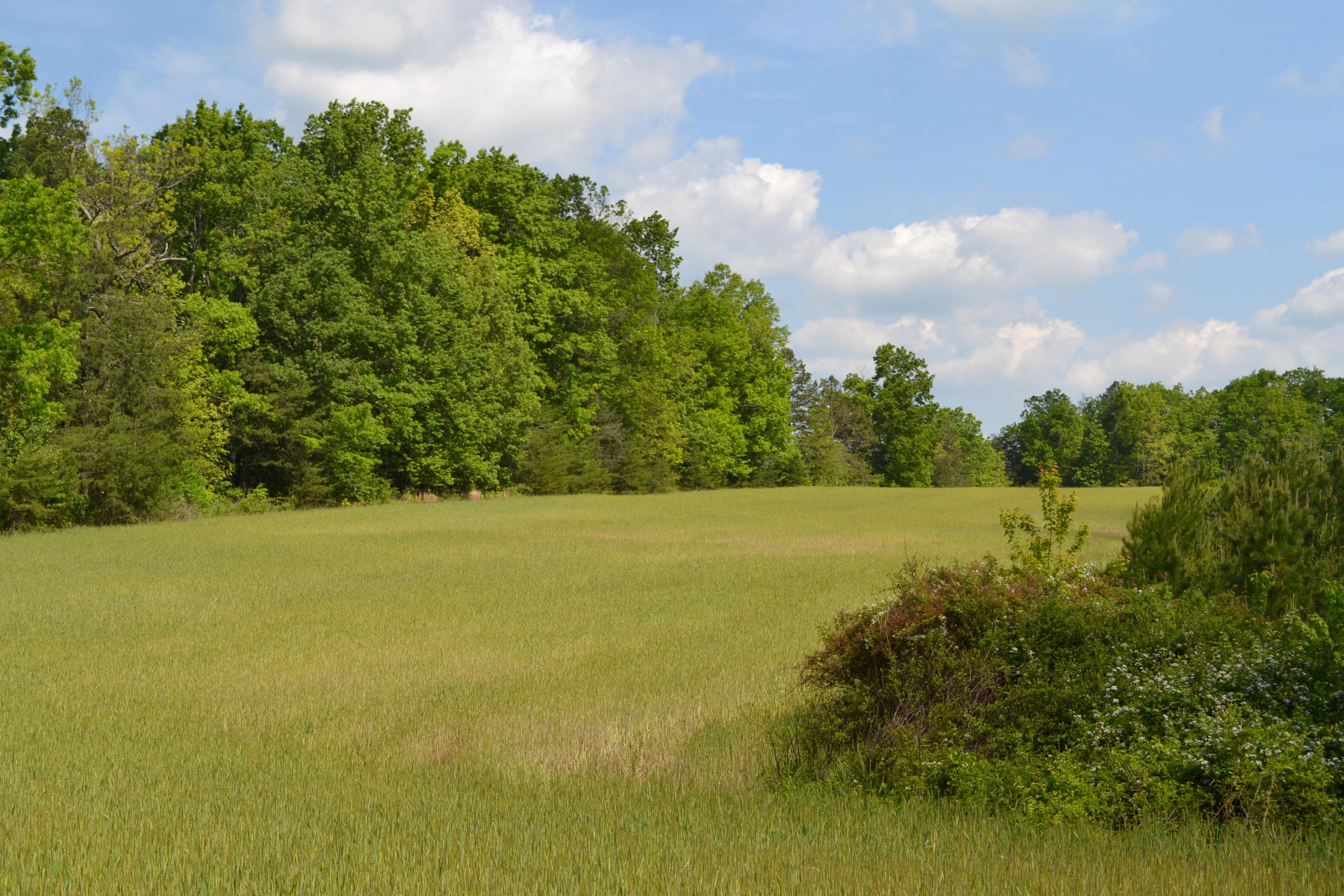 Rolling Meadows Road Grimsley, TN 38565 - Photo 23 of 26 DSC_1009