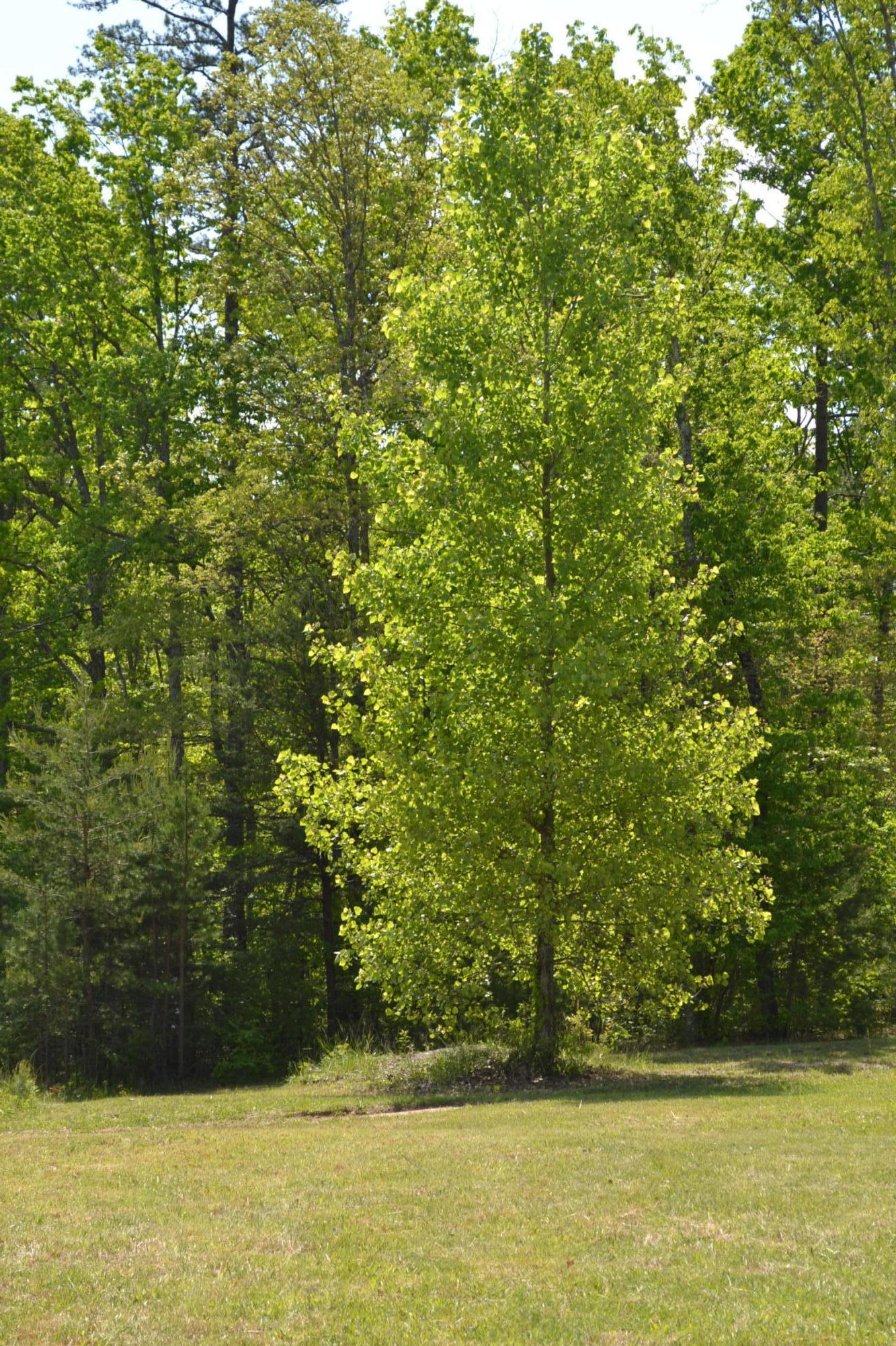 Rolling Meadows Road Grimsley, TN 38565 - Photo 24 of 26 DSC_1017