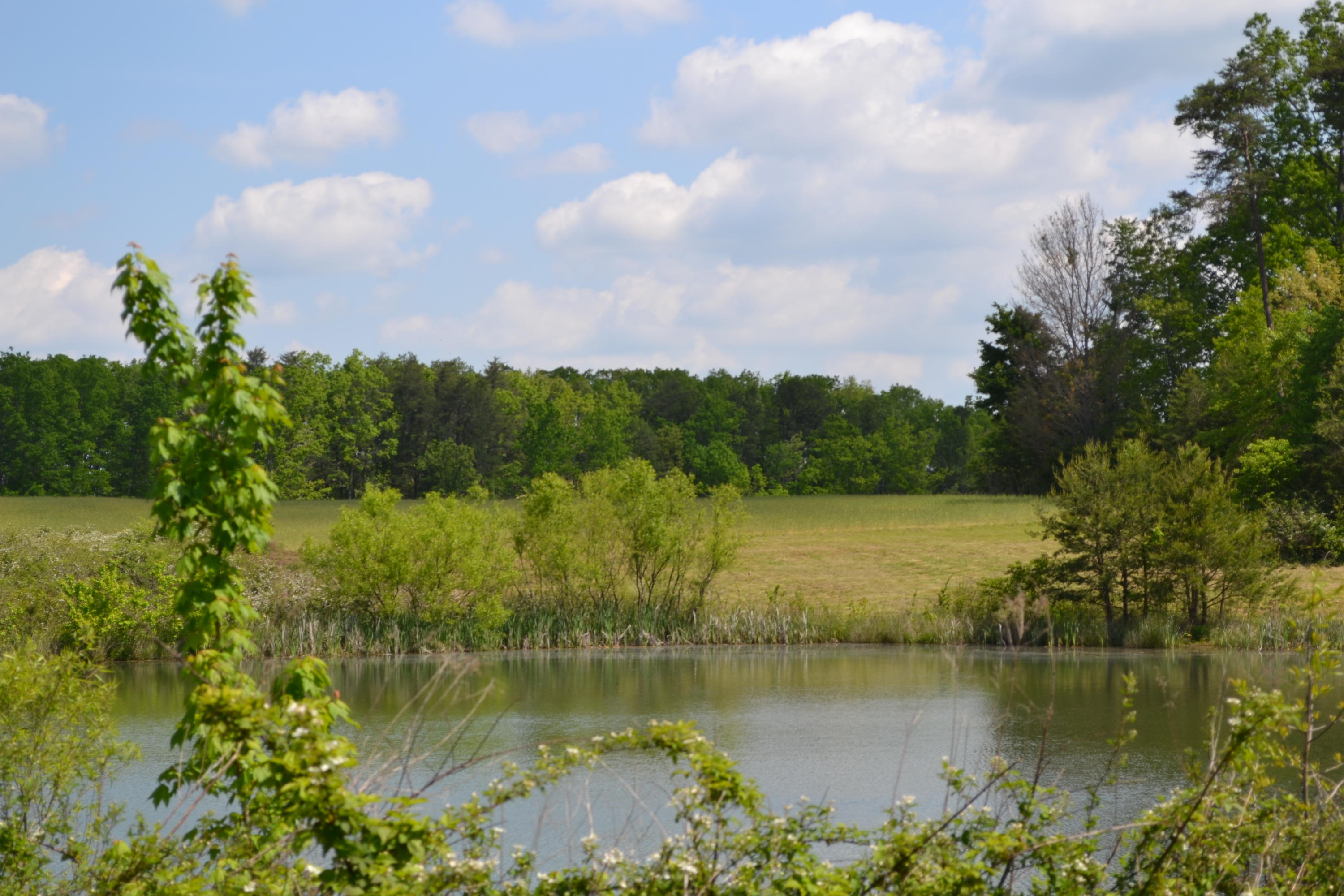 Rolling Meadows Road Grimsley, TN 38565 - Photo 4 of 26 DSC_1016