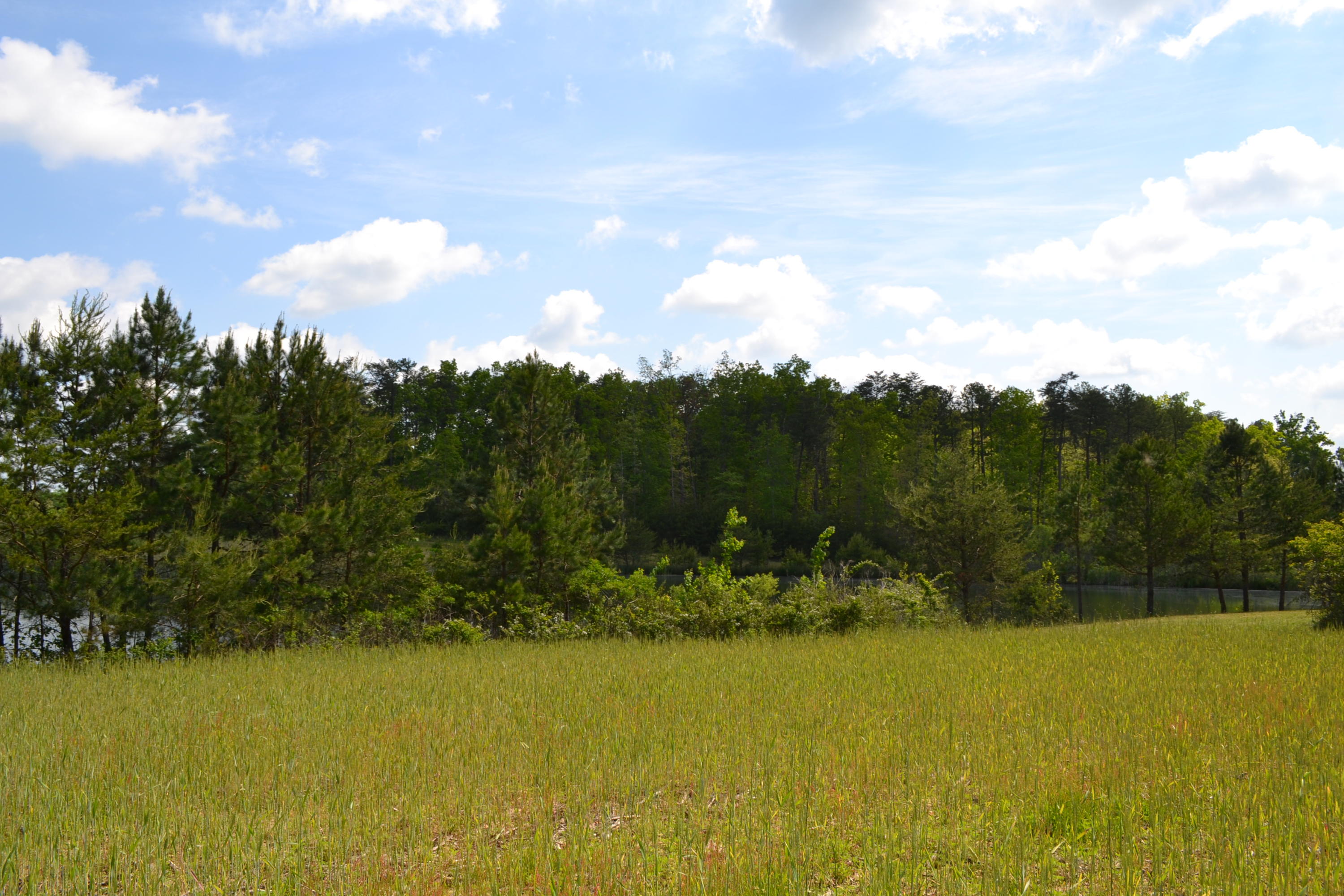 Rolling Meadows Road Grimsley, TN 38565 - Photo 5 of 26 DSC_1011
