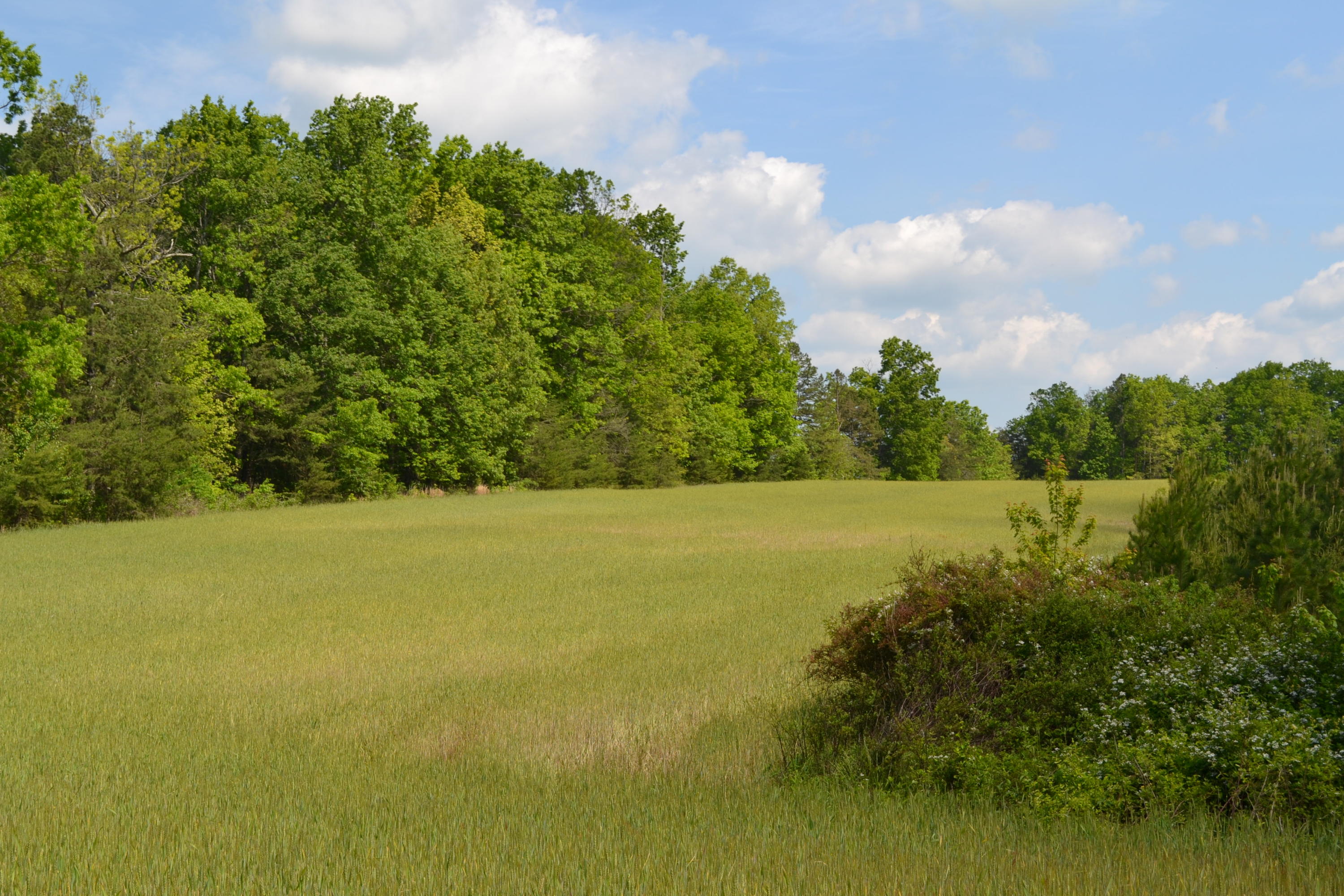 Rolling Meadows Road Grimsley, TN 38565 - Photo 6 of 26 DSC_1008