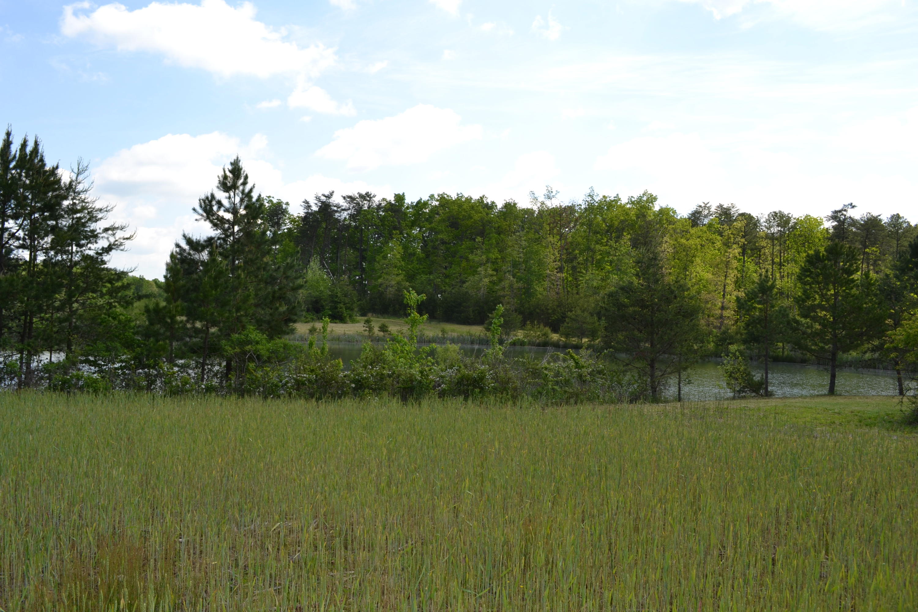 Rolling Meadows Road Grimsley, TN 38565 - Photo 7 of 26 DSC_1014