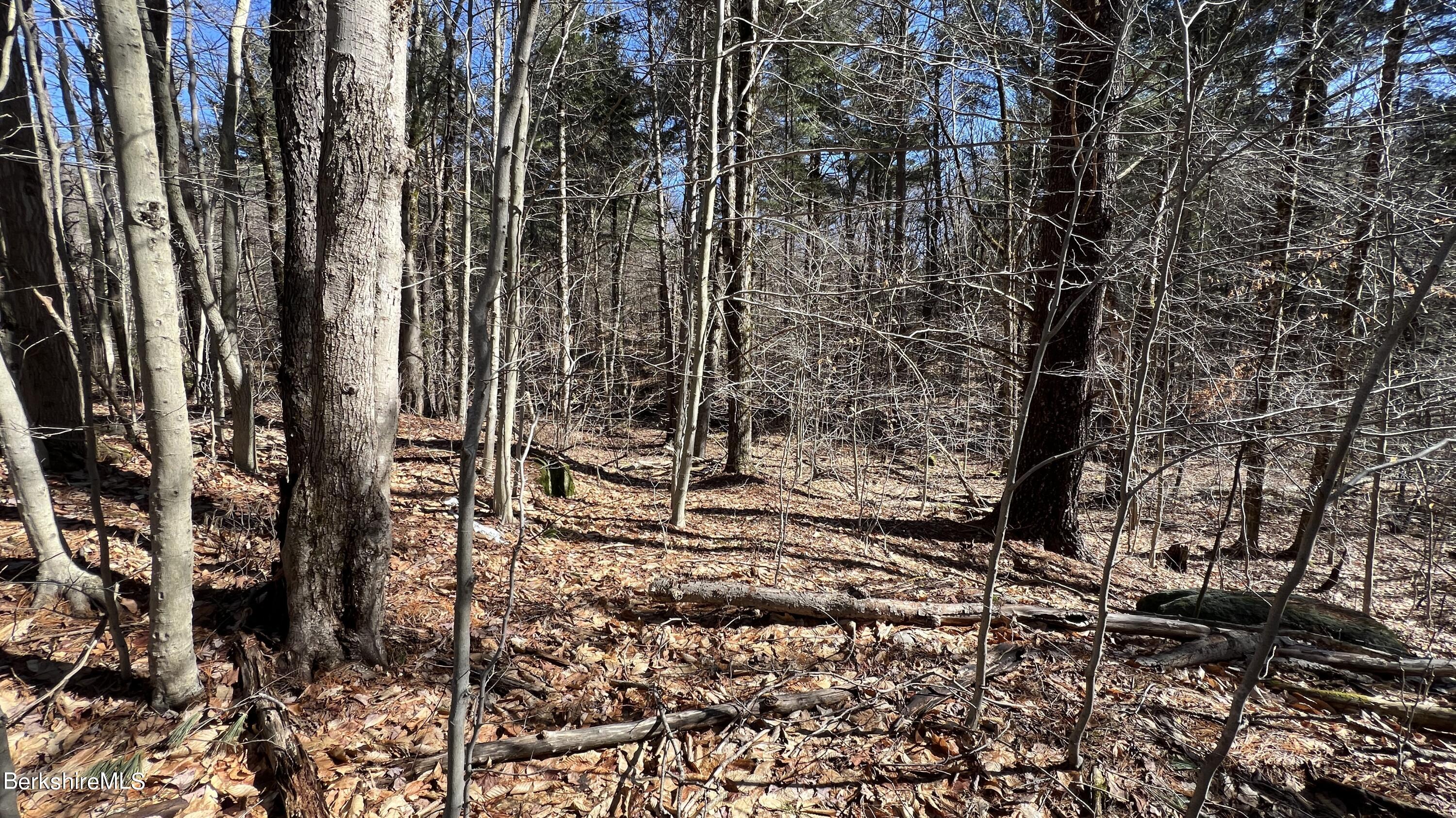 95 Middlefield Road Peru, MA 01235 - Photo 7 of 39 a view of a yard with plants and trees
