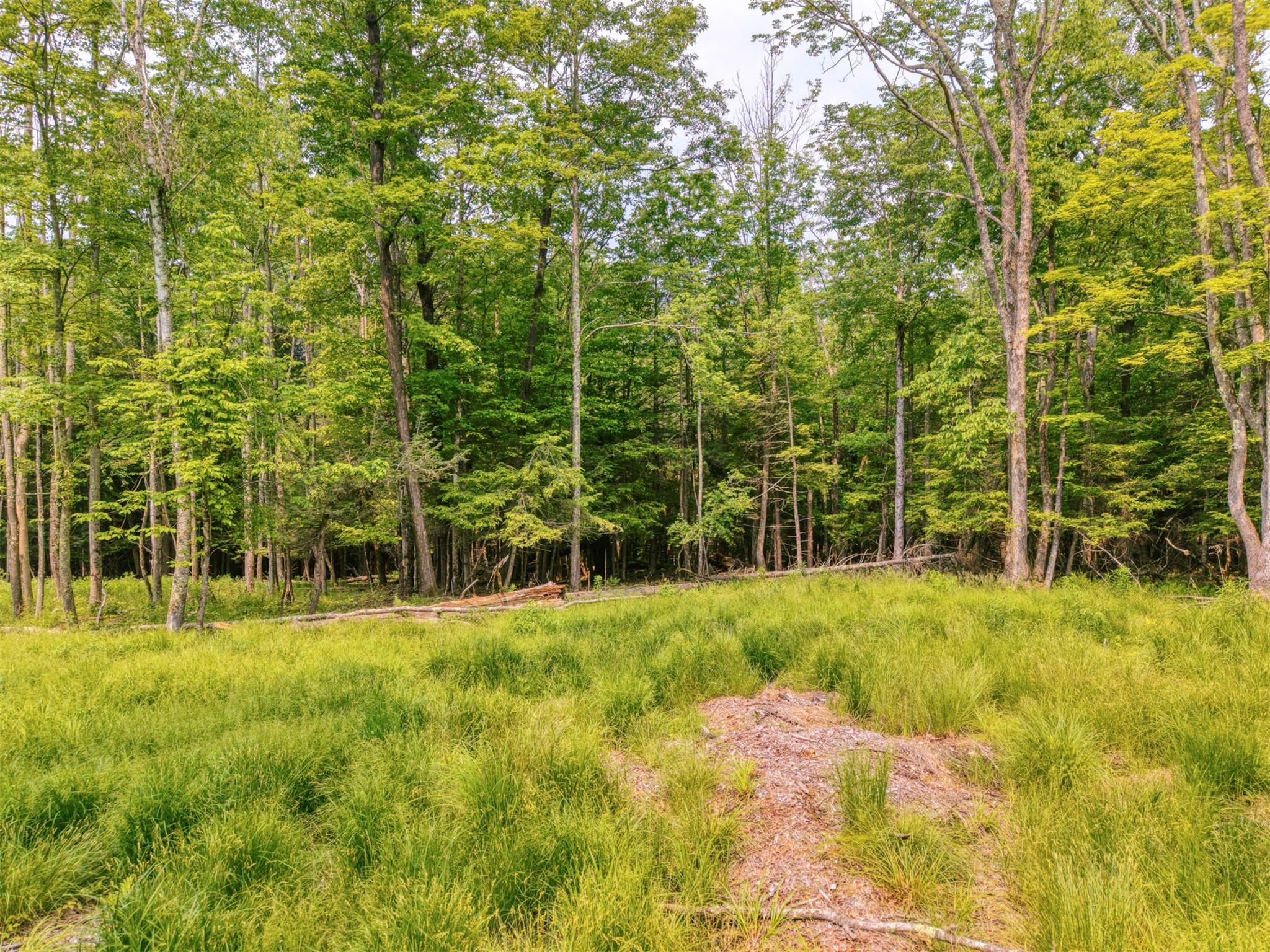 Tbd Boulder Brook Lots 33-38 Road Windham, NY 12496 - Photo 33 of 50 a view of a yard with plants and large trees