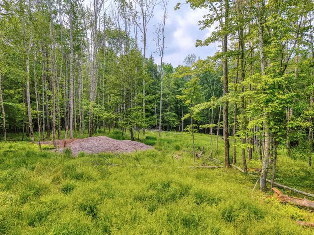 a view of a plants with a tree