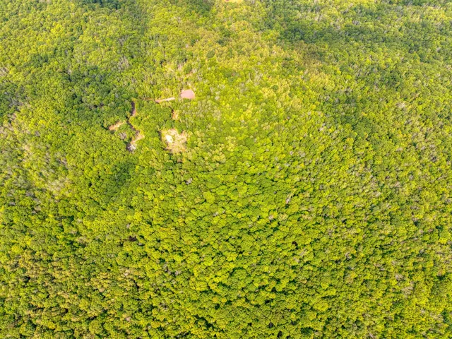 a view of a big yard with plants and large trees