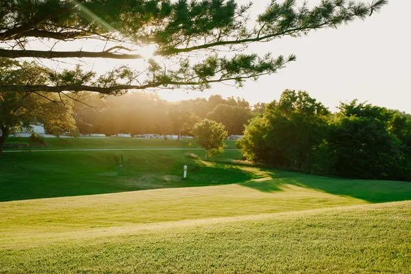 a view of a park with large trees