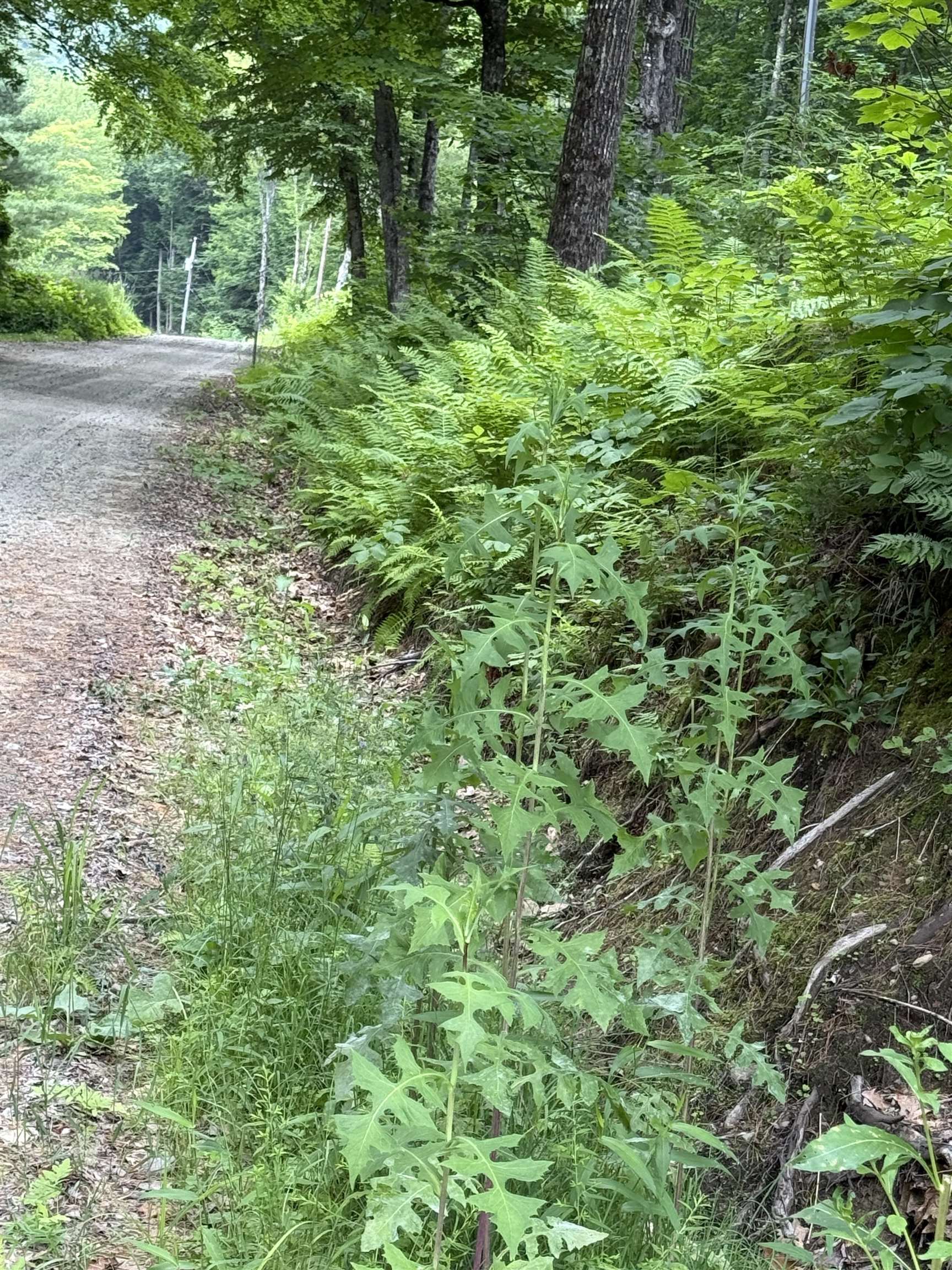 90 Stone Hill Road Rumney, NH 03266 - Photo 6 of 11