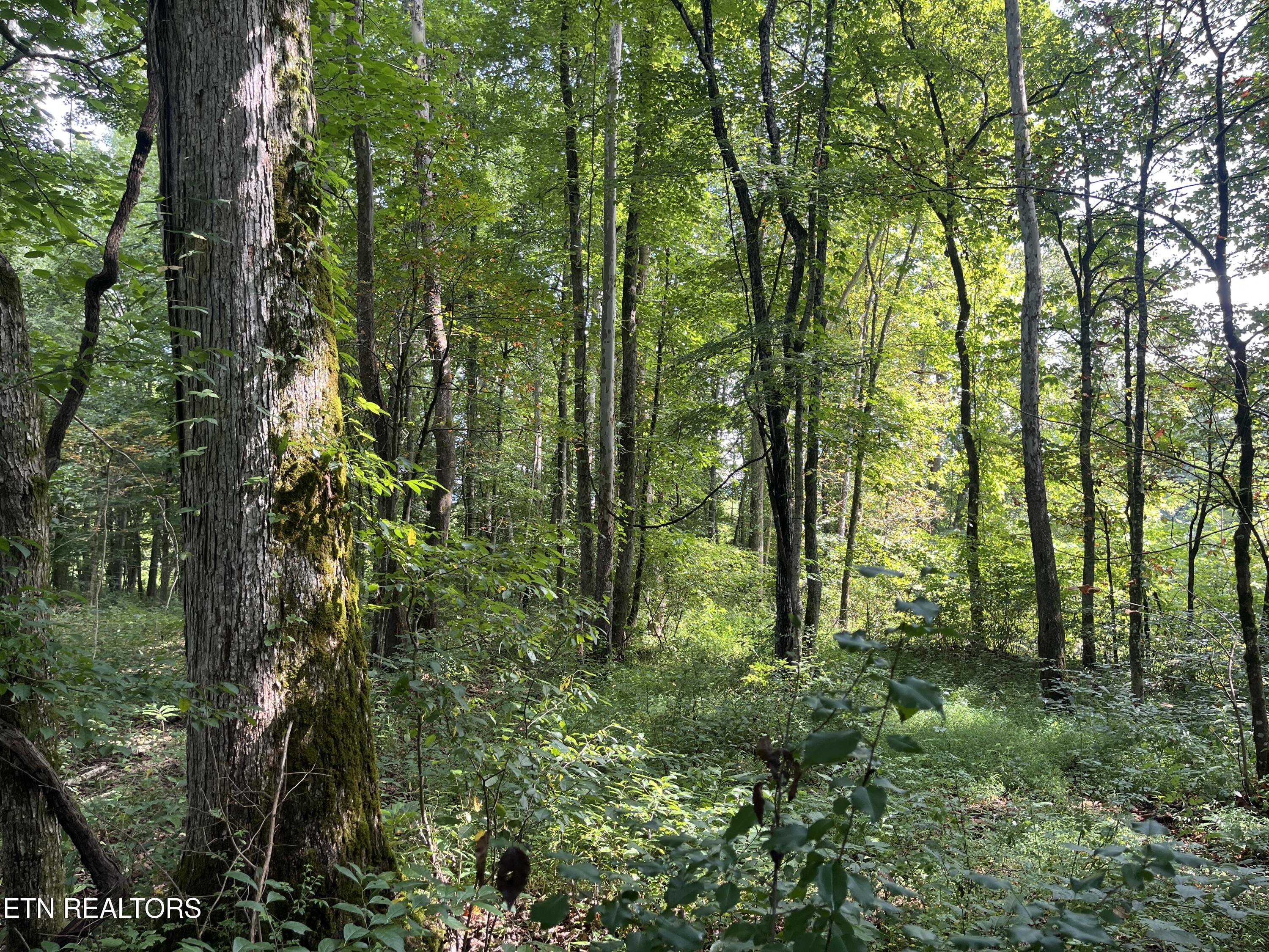 Frost Bottom Road Oliver Springs, TN 37840 - Photo 10 of 17 IMG_0183