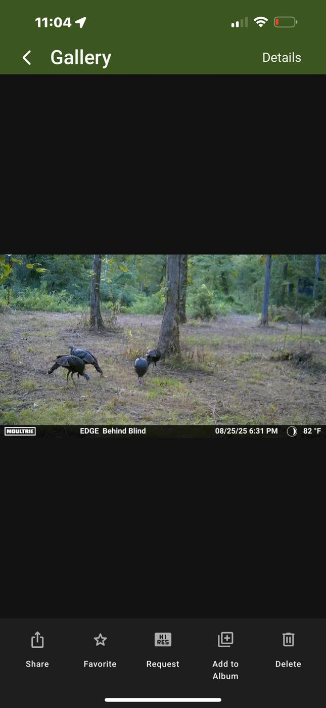 0 Peavine Road Middleton, TN 38052 - Photo 13 of 14 a view of a outdoor space