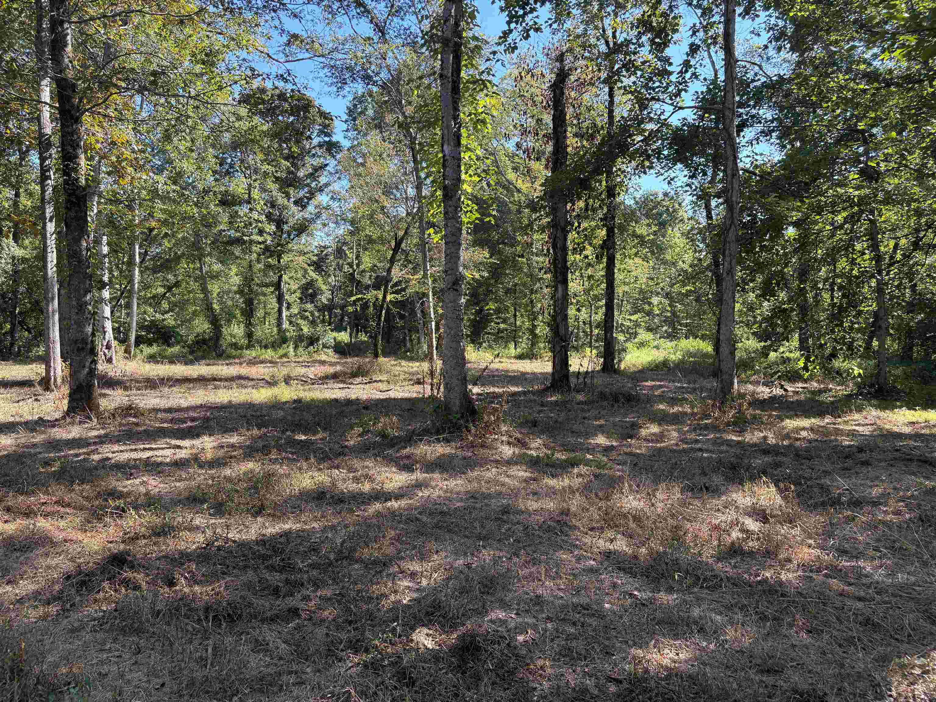 0 Peavine Road Middleton, TN 38052 - Photo 4 of 14 a view of outdoor space with trees