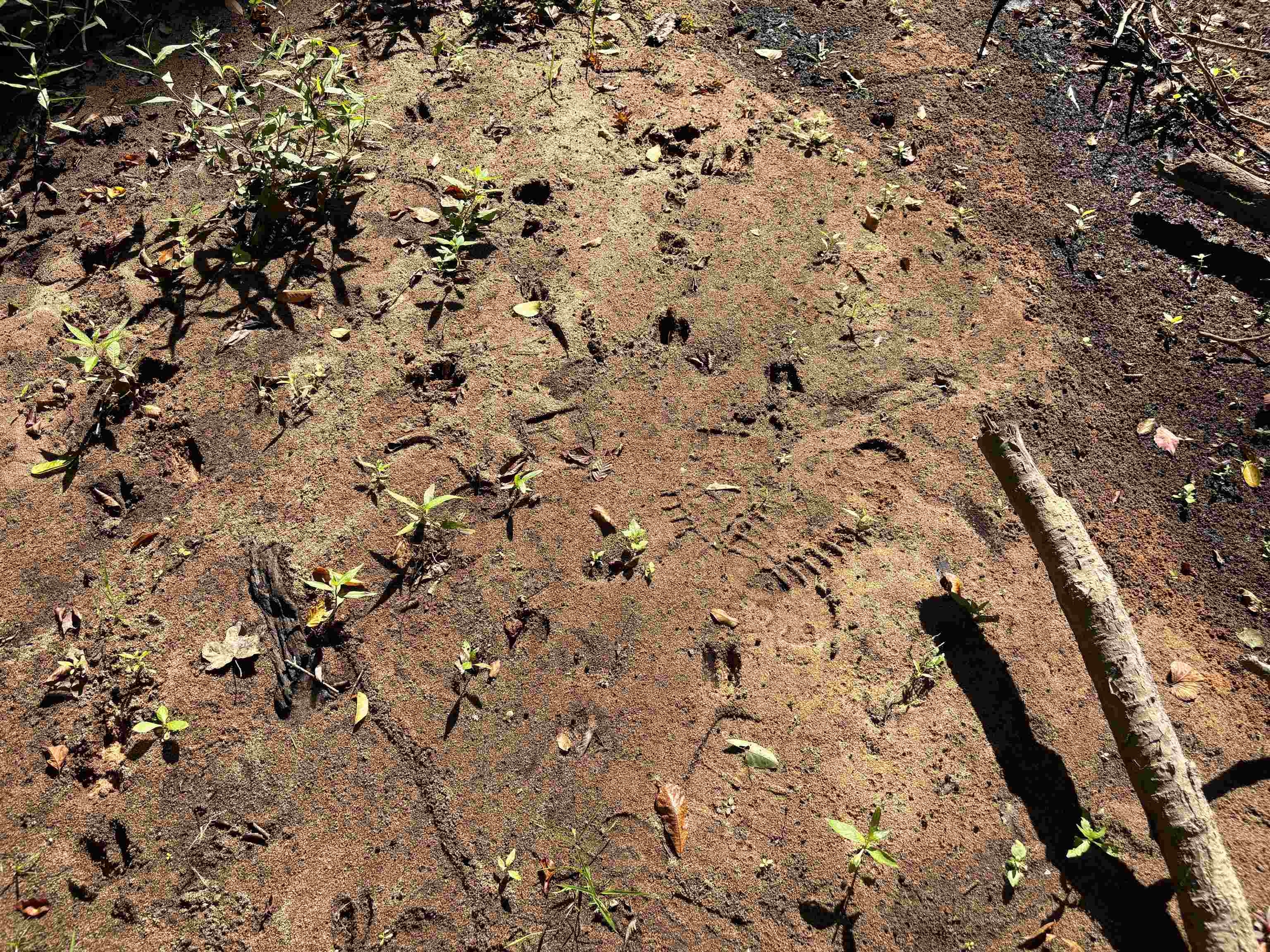 0 Peavine Road Middleton, TN 38052 - Photo 6 of 14 a view of a field