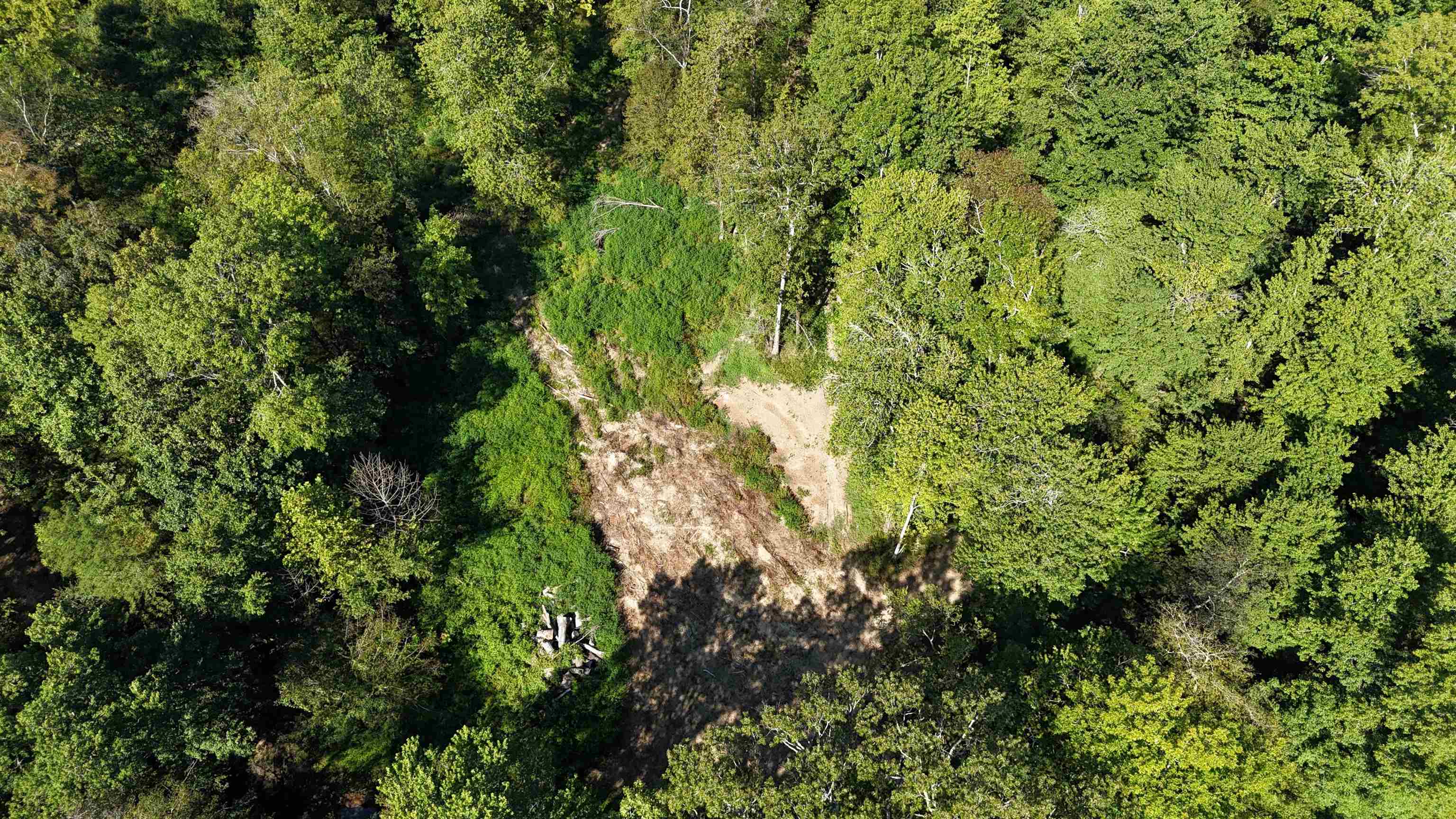0 Peavine Road Middleton, TN 38052 - Photo 8 of 14 a view of a lush green forest