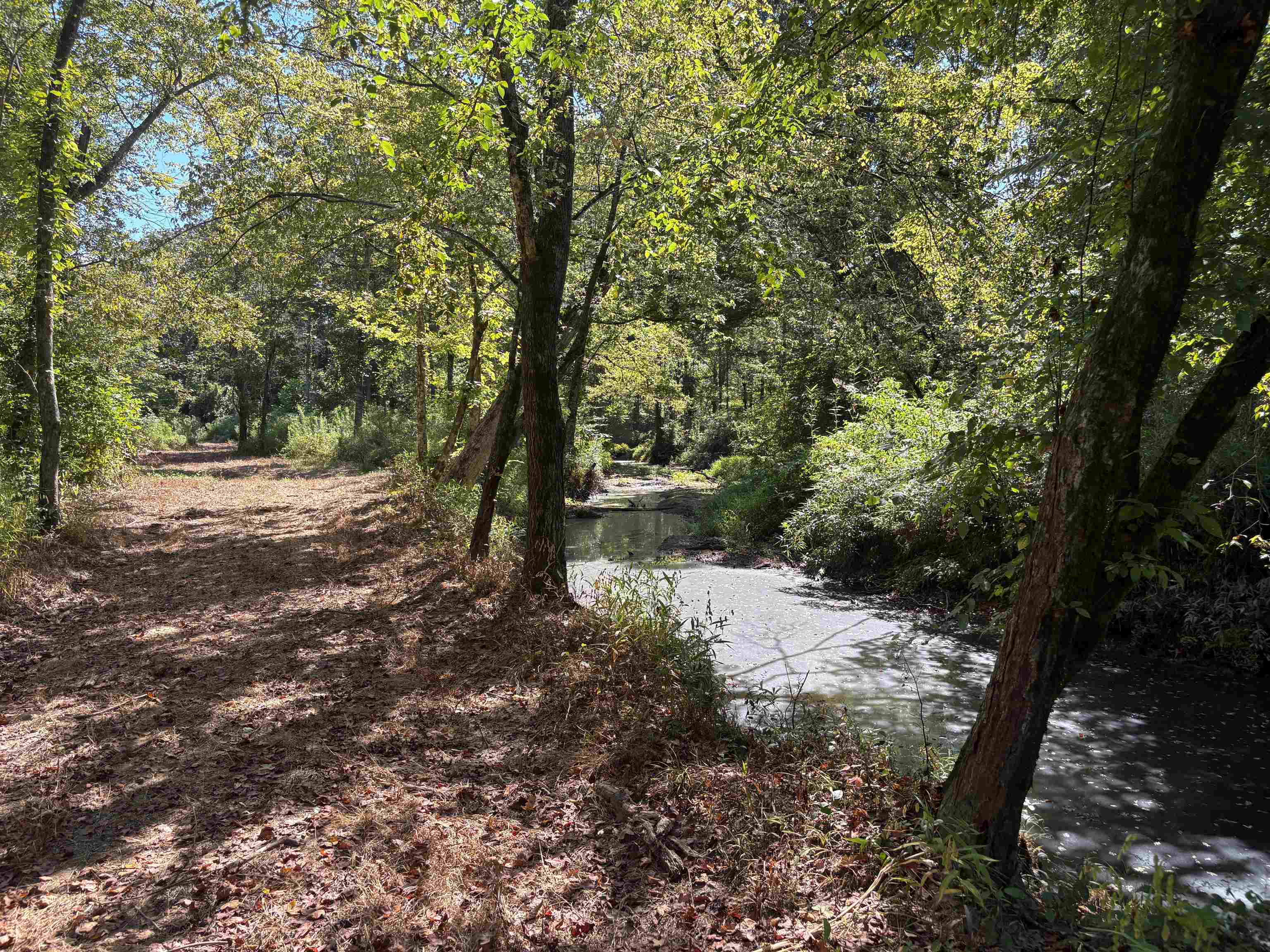 0 Peavine Road Middleton, TN 38052 - Photo 9 of 14 a view of a forest with trees