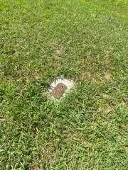 a close up of a plant in a yard