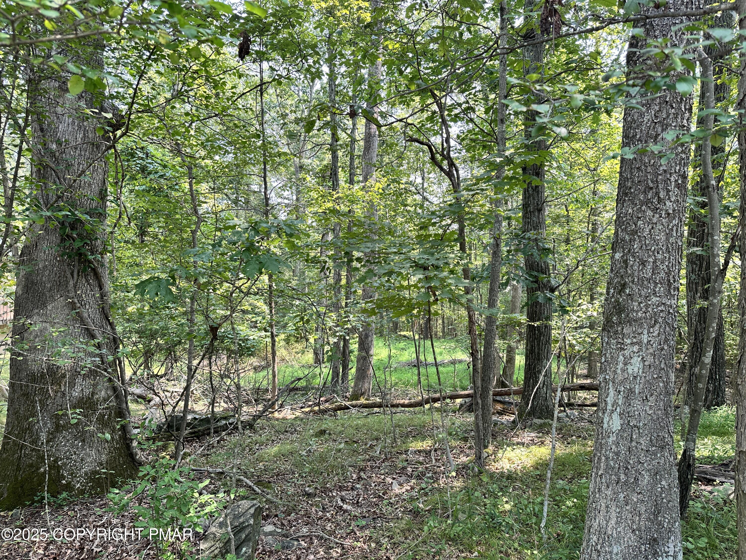 a view of a forest with trees