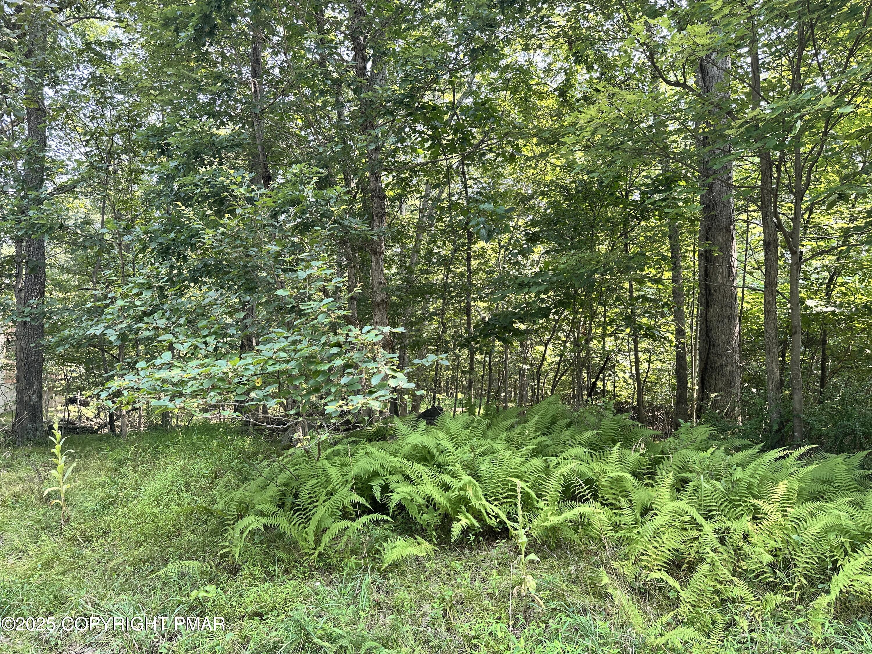 2 B Timber Hill Road Henryville, PA 18332 - Photo 3 of 6 a view of a yard with plants and large trees
