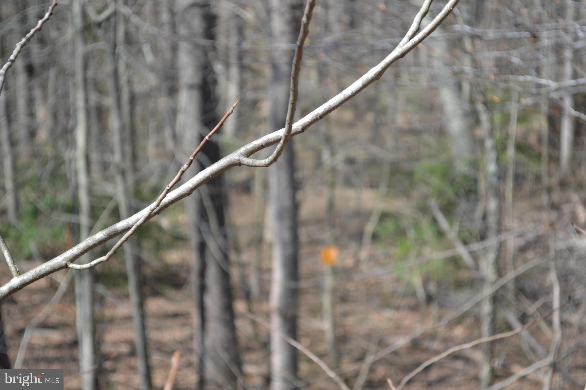 2795 Sixes Road Prince Frederick, MD 20678 - Photo 3 of 10 wooded trails