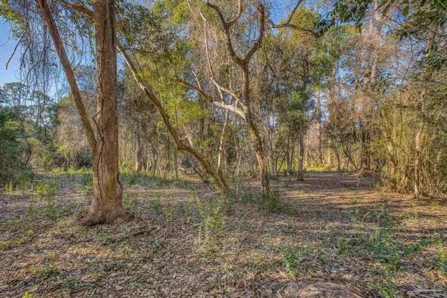 a view of a yard with trees