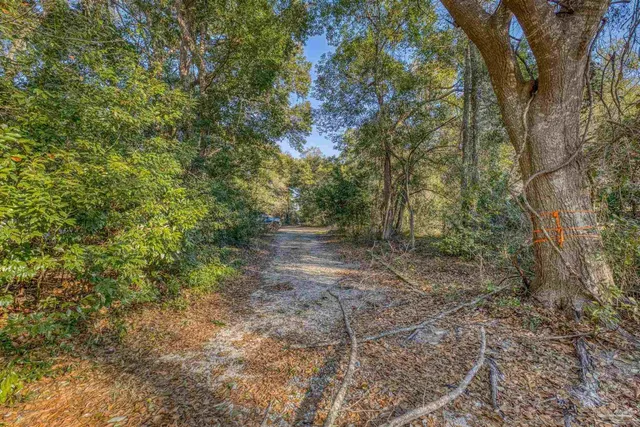 a view of a forest with trees in the background