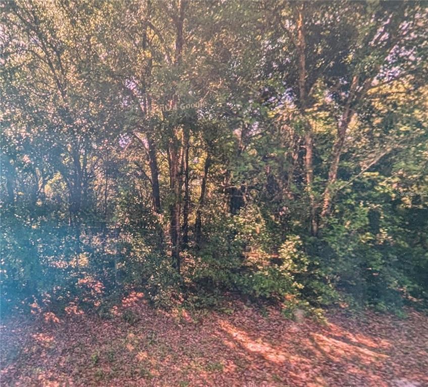 8973 North Bee Way Dunnellon, FL 34434 - Photo 1 of 1 a view of a forest with trees in the background