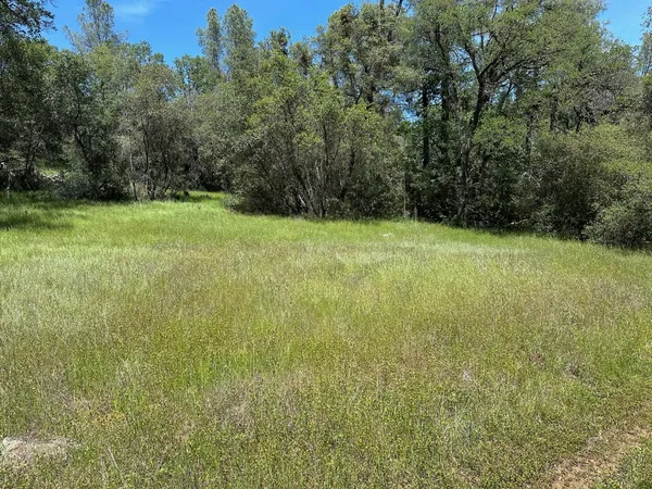 a view of a yard with a trees