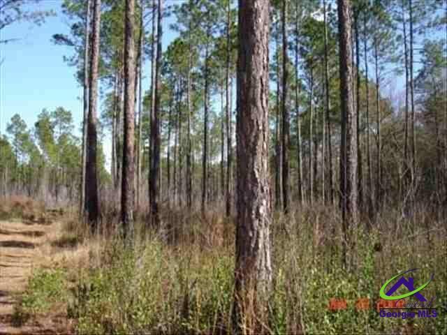 0 Old Manor Manor, GA 31550 - Photo 1 of 1 a view of forest