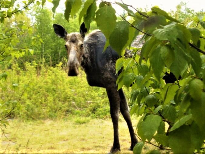 L57 Eleanor Mae Road Deblois, ME 04622 - Photo 1 of 6 01-Mama Moose is friendly