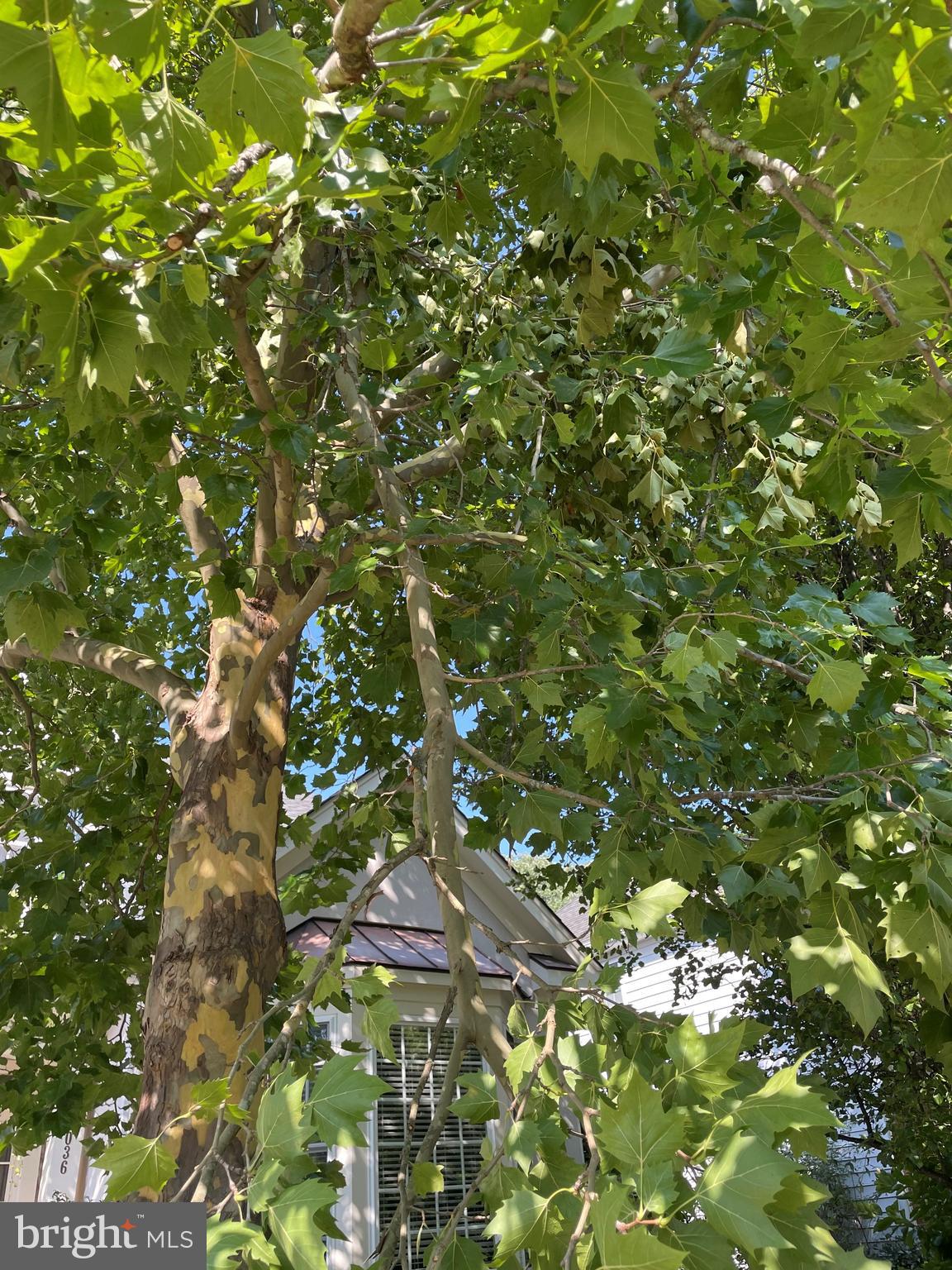 7340 Eldorado Street McLean, VA 22102 - Photo 13 of 22