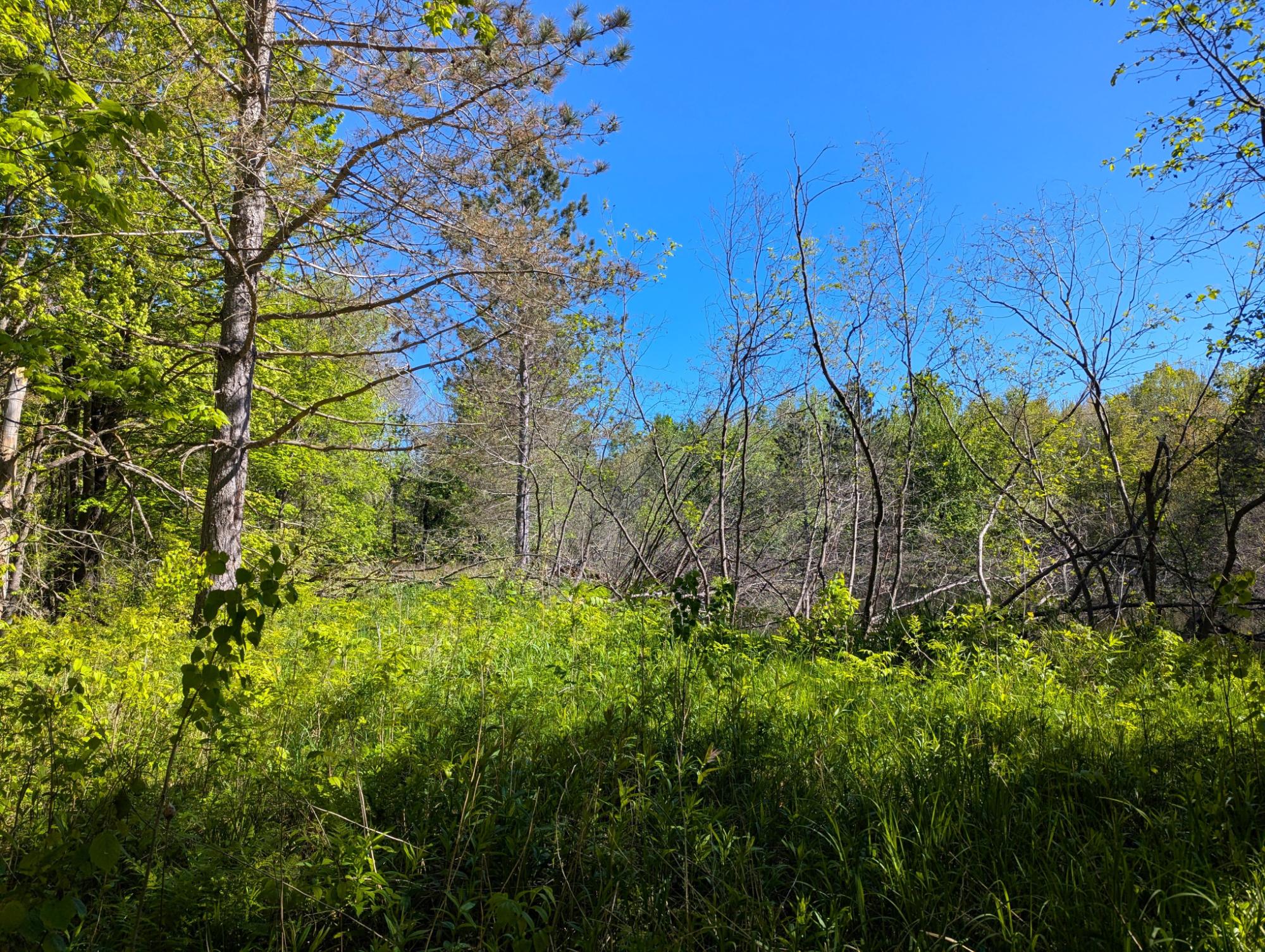 N8801 Forest Road Brantwood, WI 54513 - Photo 39 of 44 Gallery Image 39
