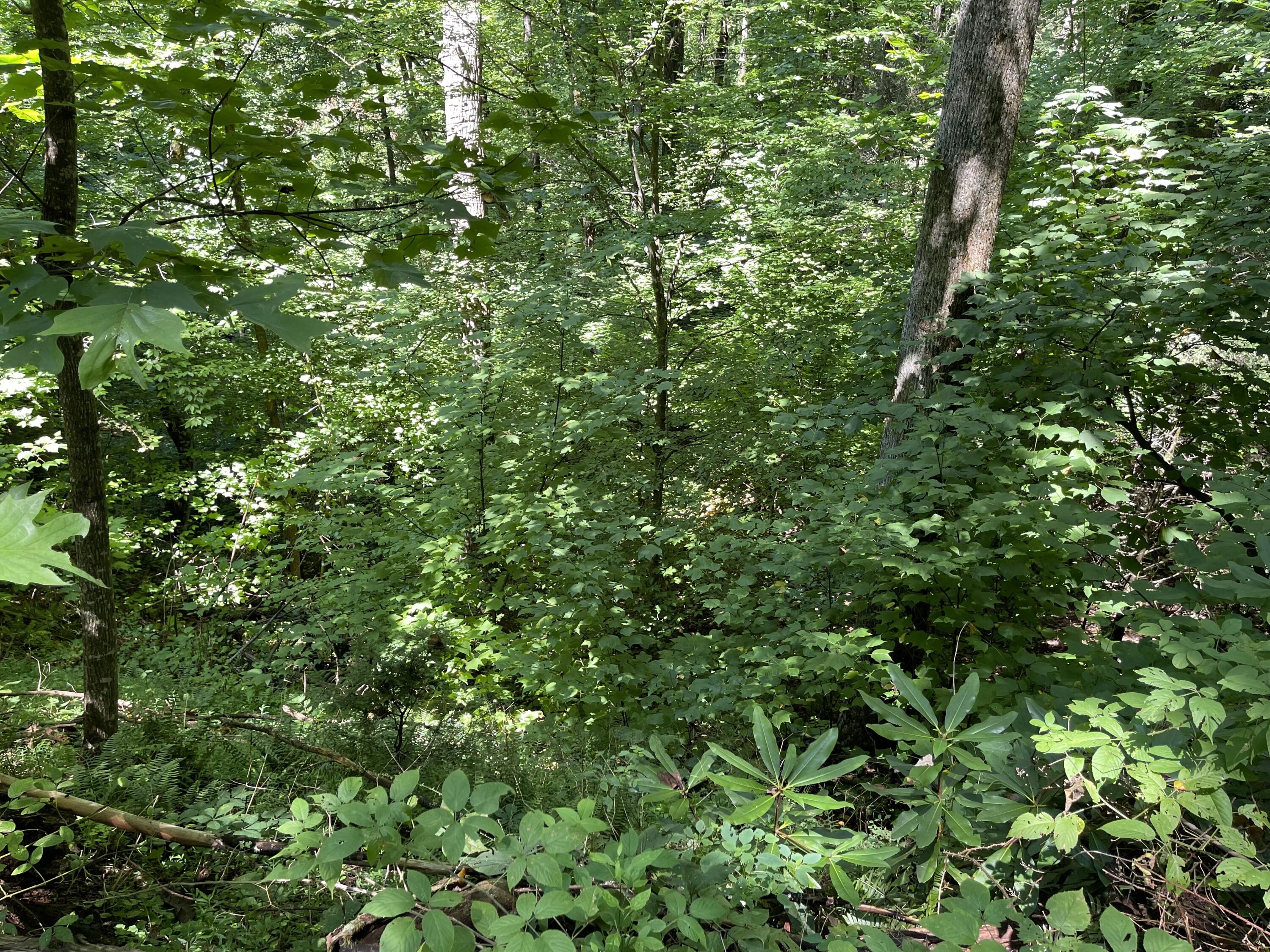 Hollow Road Cosby, TN 37722 - Photo 3 of 8 8D3FE6B4-EB2B-4B0A-8AF5-F2732182ACB7