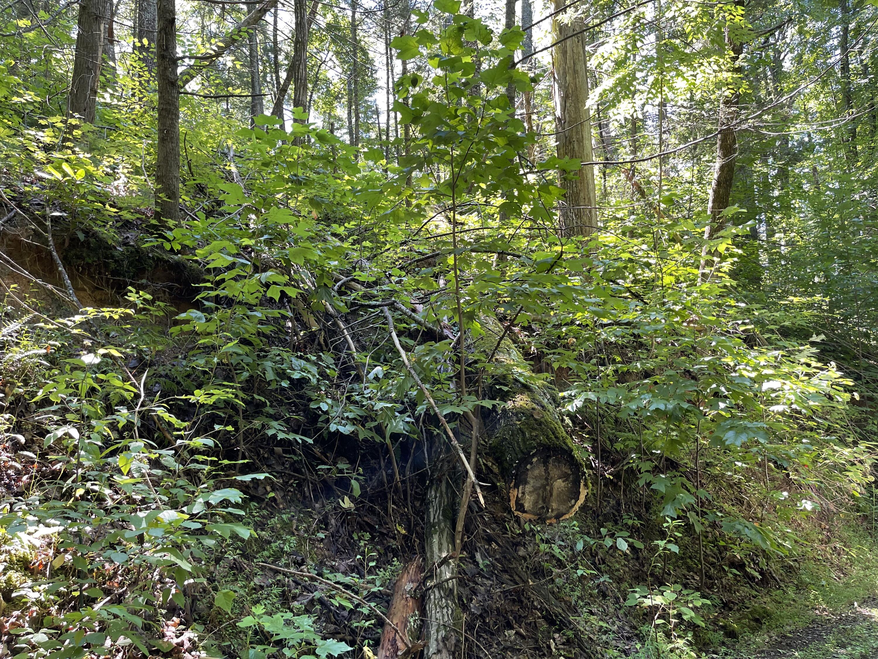 Hollow Road Cosby, TN 37722 - Photo 4 of 8 E4253A28-E8BA-4A07-A2B5-95C98F173164