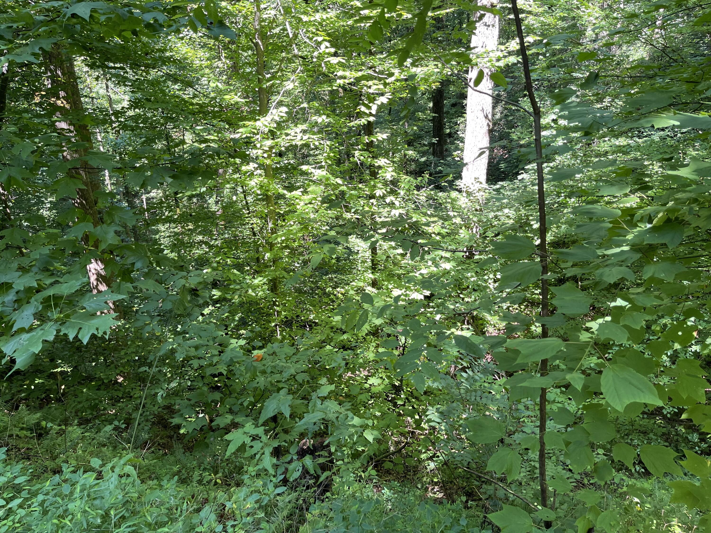 Hollow Road Cosby, TN 37722 - Photo 5 of 8 7C676AA6-7DA2-4192-A728-48D3845C019F