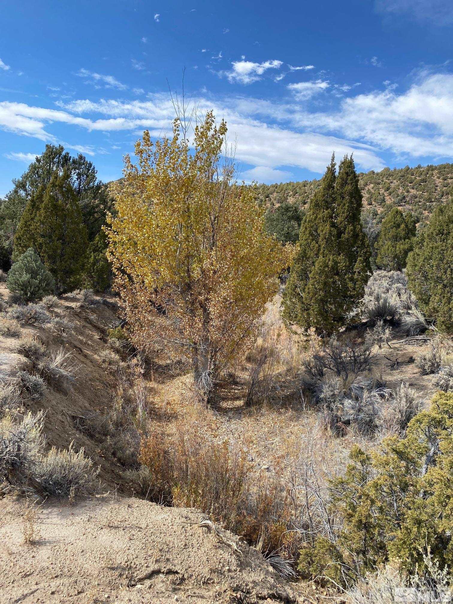 Tbd Pine Nut Minden, NV 89423 - Photo 6 of 8 a view of a yard