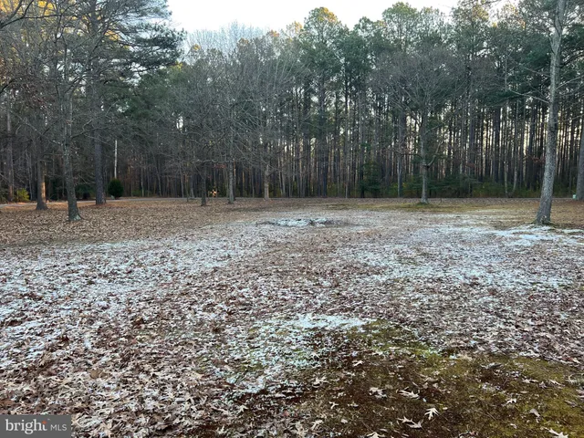a view of a yard with trees