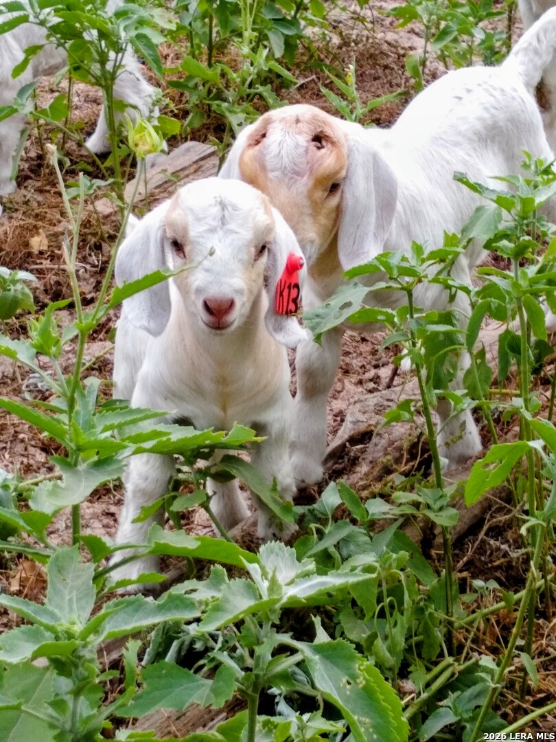 140 Guadalupe Ranch Lane Seguin, TX 78155 - Photo 28 of 39
