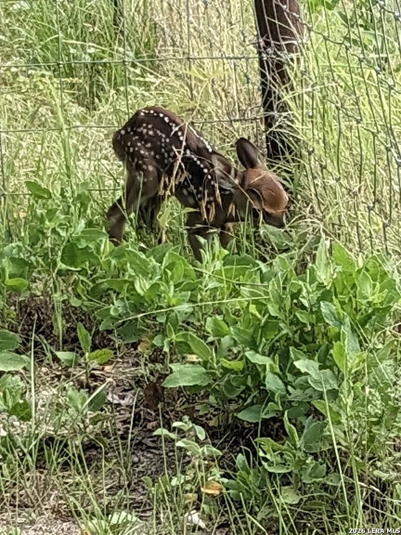 140 Guadalupe Ranch Lane Seguin, TX 78155 - Photo 29 of 39