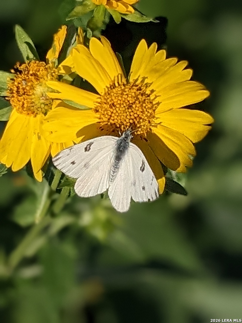 140 Guadalupe Ranch Lane Seguin, TX 78155 - Photo 30 of 39