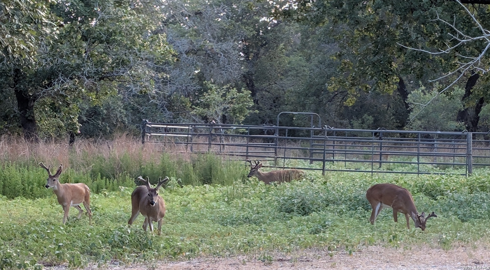 140 Guadalupe Ranch Lane Seguin, TX 78155 - Photo 33 of 39