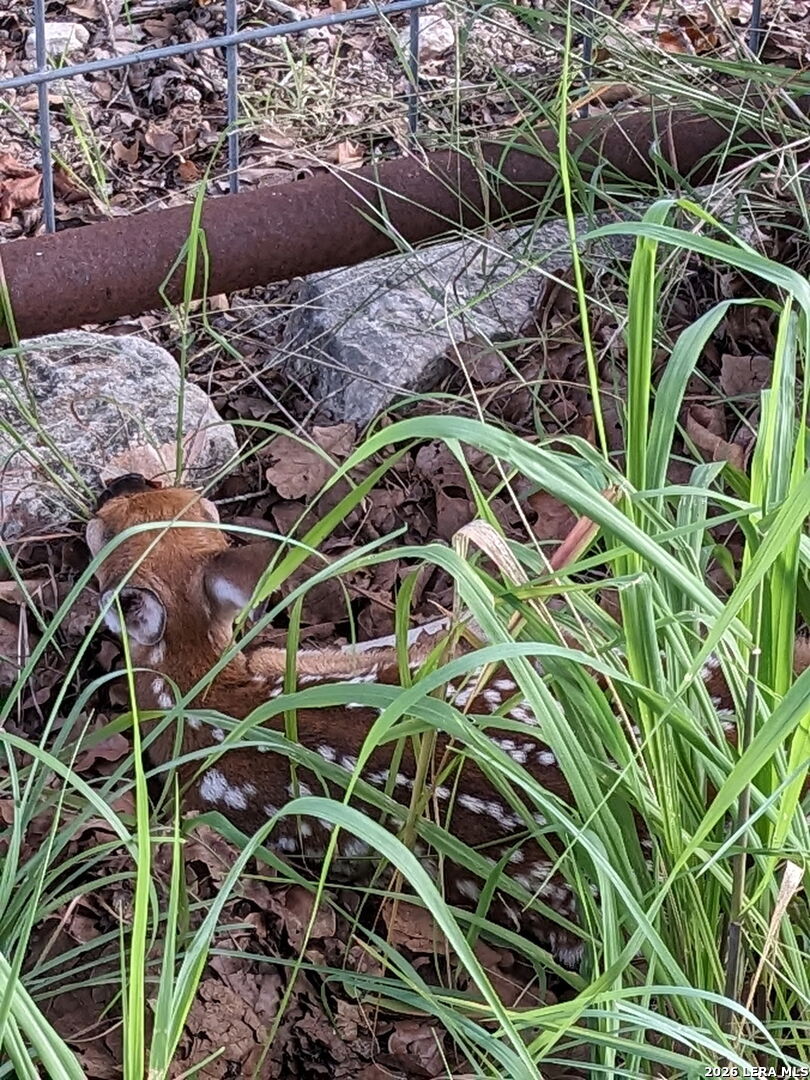 140 Guadalupe Ranch Lane Seguin, TX 78155 - Photo 37 of 39