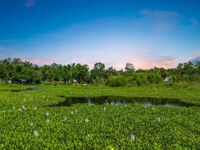 a view of a grassy field with trees