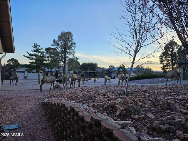 a view of a yard covered with trees