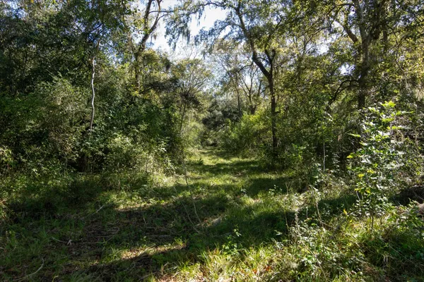 a view of a lush green forest