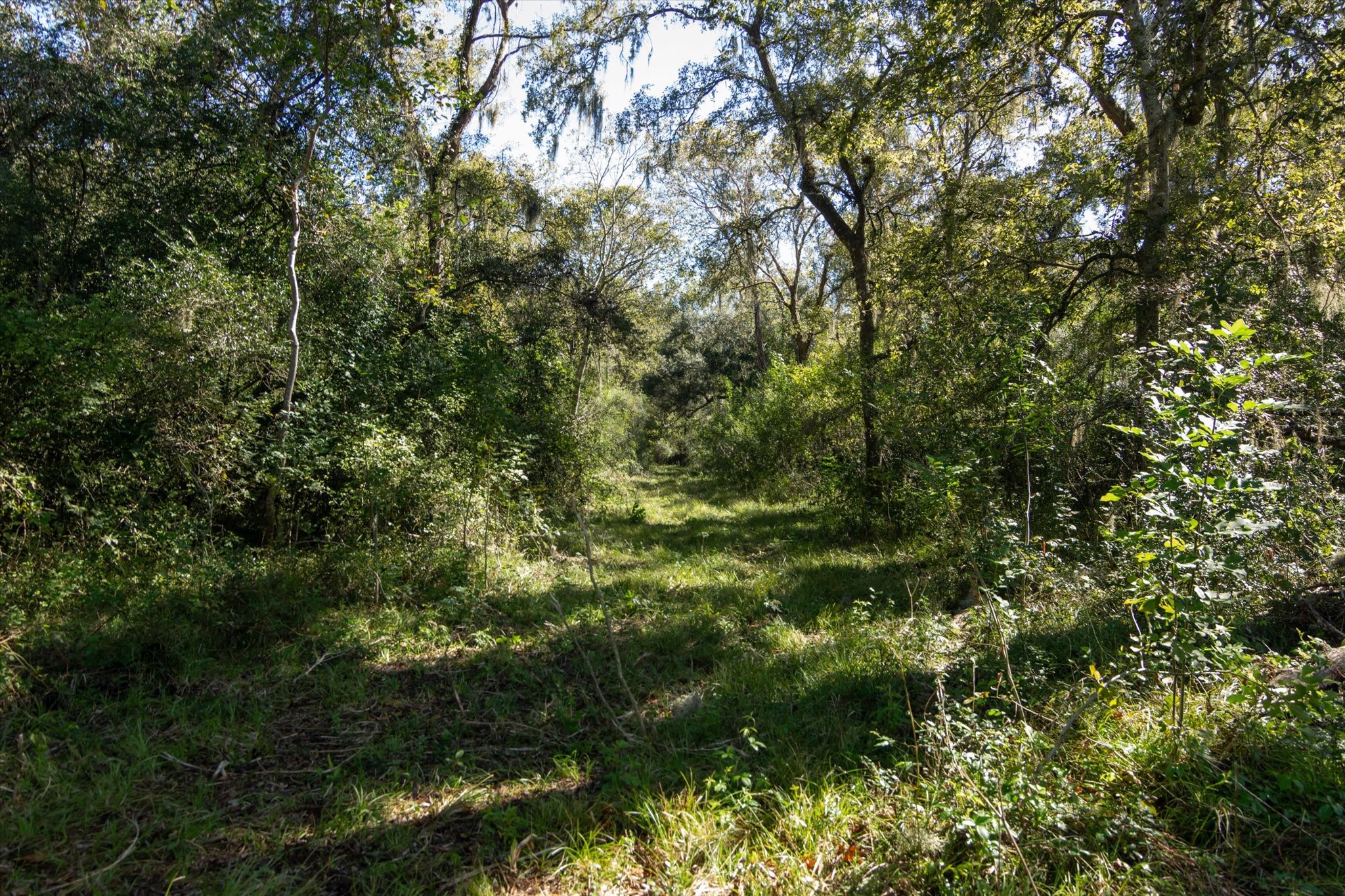 0 Cr 611 Angleton Tx 77515 Angleton, TX 77515 - Photo 1 of 33 a view of a lush green forest