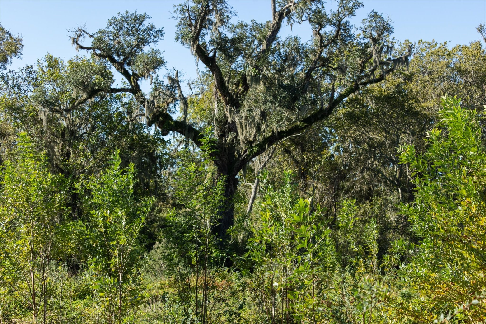 0 Cr 611 Angleton Tx 77515 Angleton, TX 77515 - Photo 19 of 33 a view of a tree
